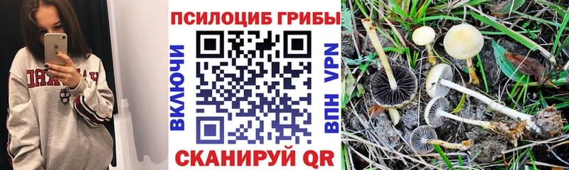 Галлюциногенные грибы Magic Shrooms  blacksprut ONION  Нестеров 